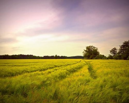 Rock Tech Lithium baut Werk in Brandenburg