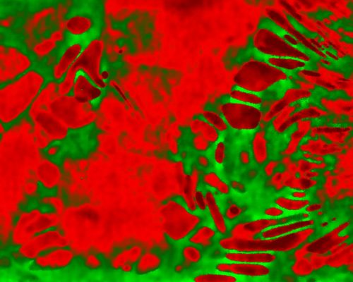 ImageJ=1.53c